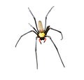 Golden silk orb-weavers spider male isolated on white background Royalty Free Stock Photo