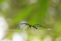 Golden SIlk Orb Weaving Spider waiting on her web Royalty Free Stock Photo