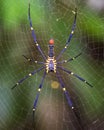Golden SIlk Orb Weaving Spider waiting on her web Royalty Free Stock Photo
