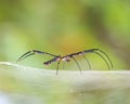 Golden SIlk Orb Weaving Spider waiting on her web Royalty Free Stock Photo