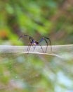 Golden SIlk Orb Weaving Spider waiting on her web