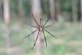 Golden SIlk Orb Weaving Spider waiting on her web. Royalty Free Stock Photo