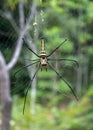 Golden SIlk Orb Weaving Spider waiting on her web Royalty Free Stock Photo