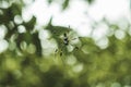 Golden silk orb weaving spider waiting on its web with blurred green background Royalty Free Stock Photo