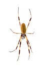 Golden silk orbweaver Royalty Free Stock Photo