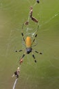 Golden Silk Orbweaver (Nephila clavipes) Royalty Free Stock Photo