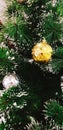 Golden and Silver ball decorated or hanging on pine tree with snowflake and copy space. Royalty Free Stock Photo