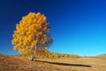 Golden silver birch Royalty Free Stock Photo