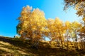 The golden silver birch of Toad dam Royalty Free Stock Photo