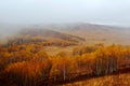 The golden silver birches in rain Royalty Free Stock Photo