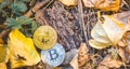 Golden and silver bitcoin in autumn in forest , park .Concept of modern exchange value, electronic money virtual pay , future