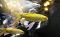 Golden and silver colors fish group in an underwater cave