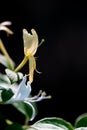 Golden-and-Silver HoneySuckle