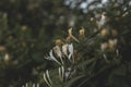 Golden-and-silver honeysuckle flowers Royalty Free Stock Photo