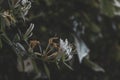 Golden-and-silver honeysuckle flowers Royalty Free Stock Photo