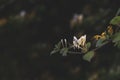 Golden-and-silver honeysuckle flowers Royalty Free Stock Photo