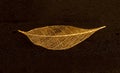 A golden skeleton leaf with a beautiful texture on an abstract dark background with water droplets. A bright expressive artistic