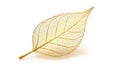Golden skeleton leaf on white background Royalty Free Stock Photo
