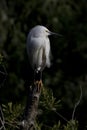 Golden slipper feet visible on perched Snowy Egret