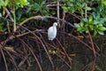 Golden slippers of snowy egret visible in Florida mangrove perch