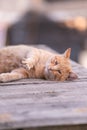 Golden Slumber: A Feline\'s Graceful Repose