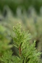 Golden Smaragd Arborvitae