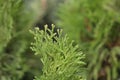 Golden Smaragd Arborvitae