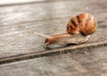 Golden snail crawled on the floor