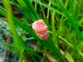 Golden snail eggs attached to rice plants Royalty Free Stock Photo