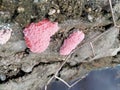 golden snail eggs that live and reproduce under full of water