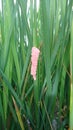 The golden snail eggs on the rice plant Royalty Free Stock Photo