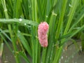 golden snail eggs on the stems of rice plants Royalty Free Stock Photo