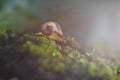 Golden snail among the green moss Royalty Free Stock Photo