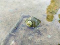 golden snail is in a puddle of rice fields and its shell has been overgrown with moss