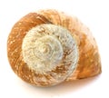 Golden snail spiral shell