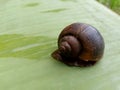 golden snail walking on a banana leaf