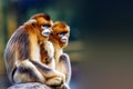 Golden Snub-nosed Monkey