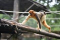 Golden snub-nosed monkey Royalty Free Stock Photo