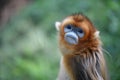 Golden snub-nosed monkey Royalty Free Stock Photo