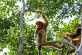 Golden snub-nosed monkey Rhinopithecus roxellana hanging at trees, an Old World monkey in the subfamily Colobinae. It is endemic Royalty Free Stock Photo