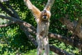 Golden snub-nosed monkey Rhinopithecus roxellana, an Old World monkey in the subfamily Colobinae. It is endemic to a small area Royalty Free Stock Photo