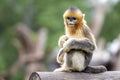 Golden snub-nosed monkey from Sichuan, China. Royalty Free Stock Photo