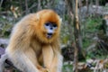 A Golden Snub-nosed Monkey Yelling Royalty Free Stock Photo