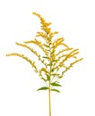 Golden Solidago virgaurea flowers isolated on white background. Ragweed bushes or Ambrosia artemisiifolia. Medicinal