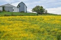 Golden Soybean Field with Gray Barn