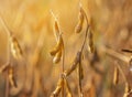 Golden soybean pods in scattered sunlight. Blurred background