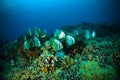 Golden spadefish bunaken sulawesi indonesia platax boersii underwater Royalty Free Stock Photo