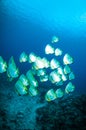 Golden spadefish bunaken sulawesi indonesia platax boersii underwater Royalty Free Stock Photo