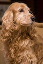 Golden spaniel portrait Royalty Free Stock Photo