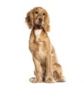 Golden spaniel posing on white background Royalty Free Stock Photo